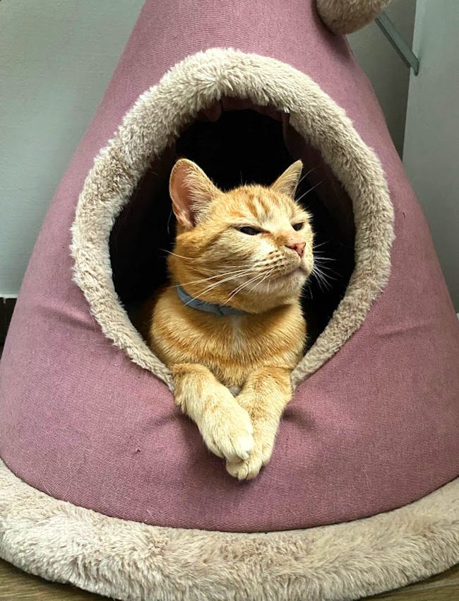catsitting