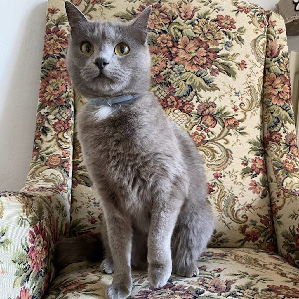 Dusty, la regina della pensione