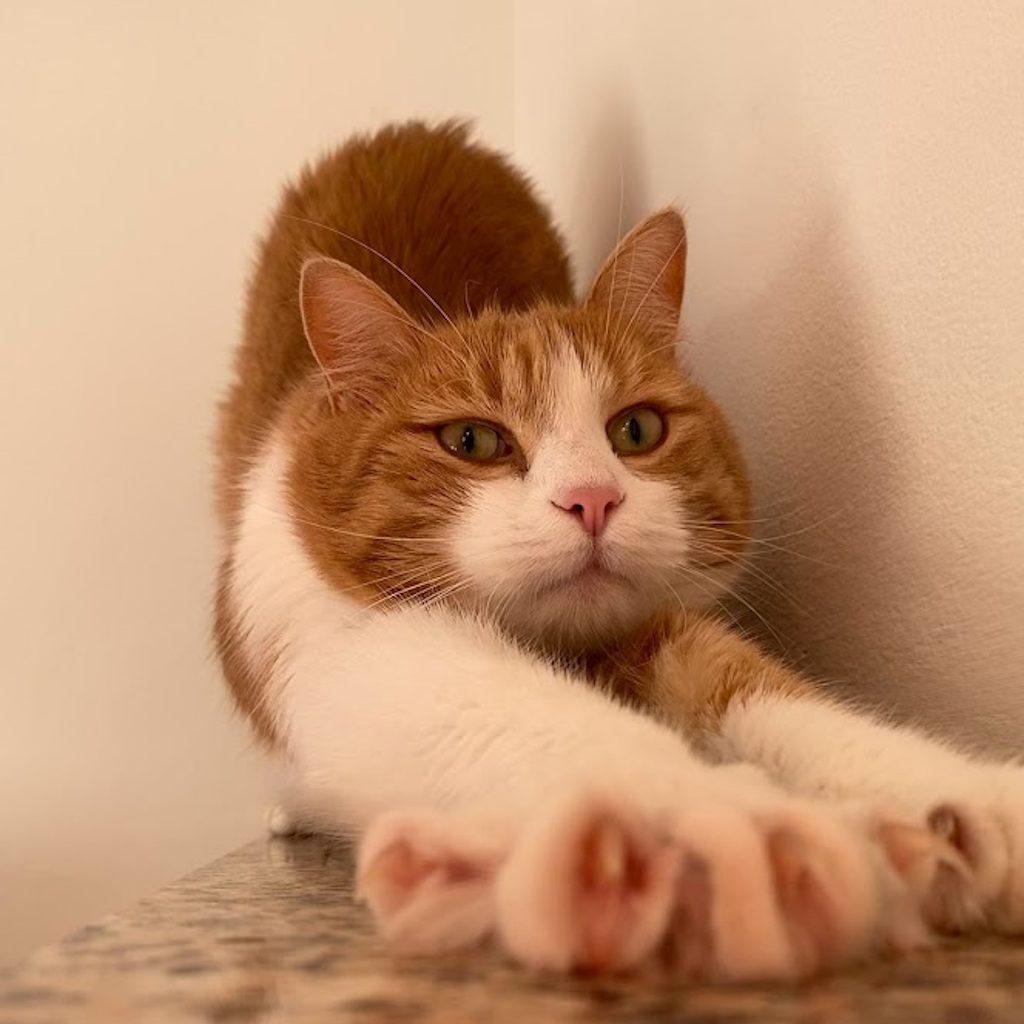 Leo