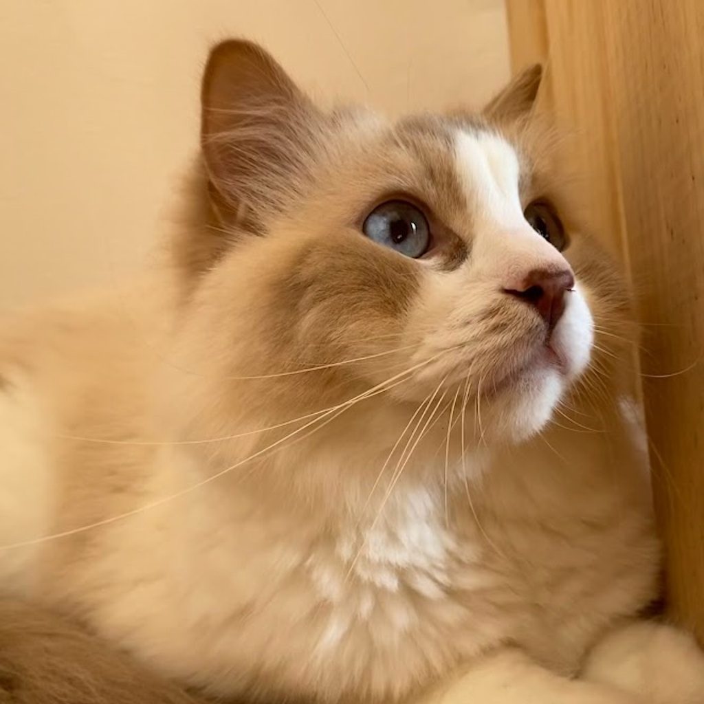 Timothy